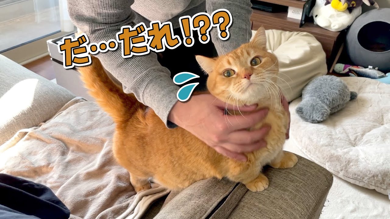 パパが早く帰ってきたら愛猫に認識されずに警戒されちゃいました…！