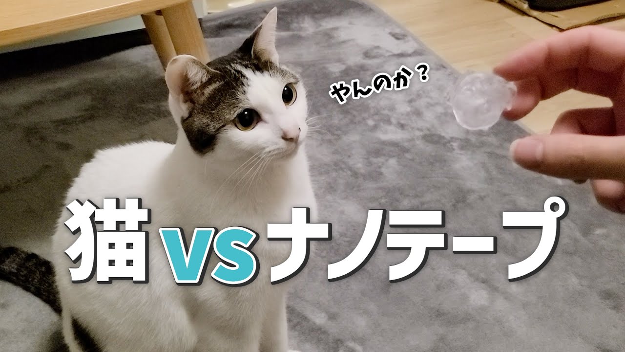 猫vsナノテープ！謎の粘着物質に遭遇した猫の反応が可愛すぎた
