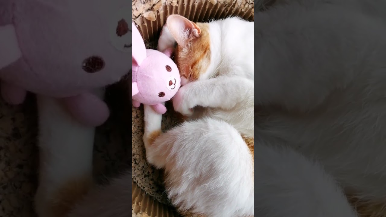 【ねこ動画】🐰うさぴぃとお昼寝してたら…🐱 #shorts #猫 #ねこ親子