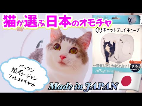 猫心を鷲掴み🐾日本の猫のおもちゃがすごい！99.6%の猫が選んだ【猫壱キャットプレイキューブ】〜森猫おはぎの遊雅な日常 in Malaysia〜 #猫と海外移住 #ノルウェージャンフォレストキャット