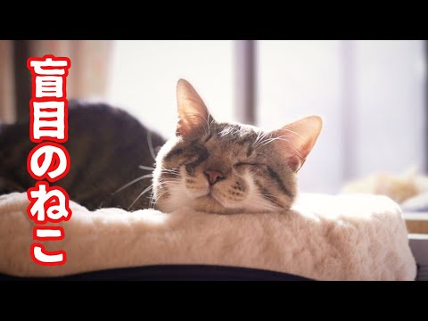 楽しく遊ぶはちわれ猫が羨ましい目の不自由なねこ