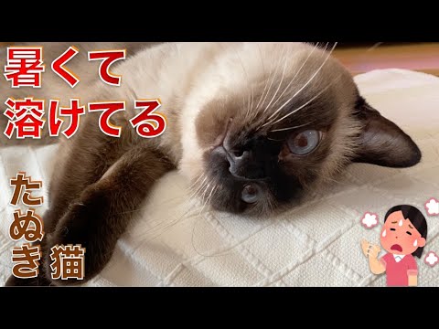 暑くて溶けてるシャム猫のふくさん【たぬき猫】