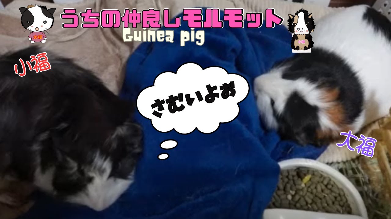【🐹うちの仲良しモルモット🐹】くつろぎの時間大福・小福