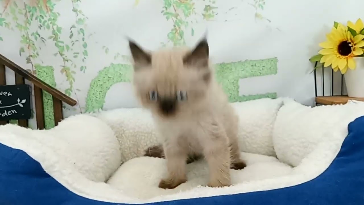 662397 ヒマラヤン