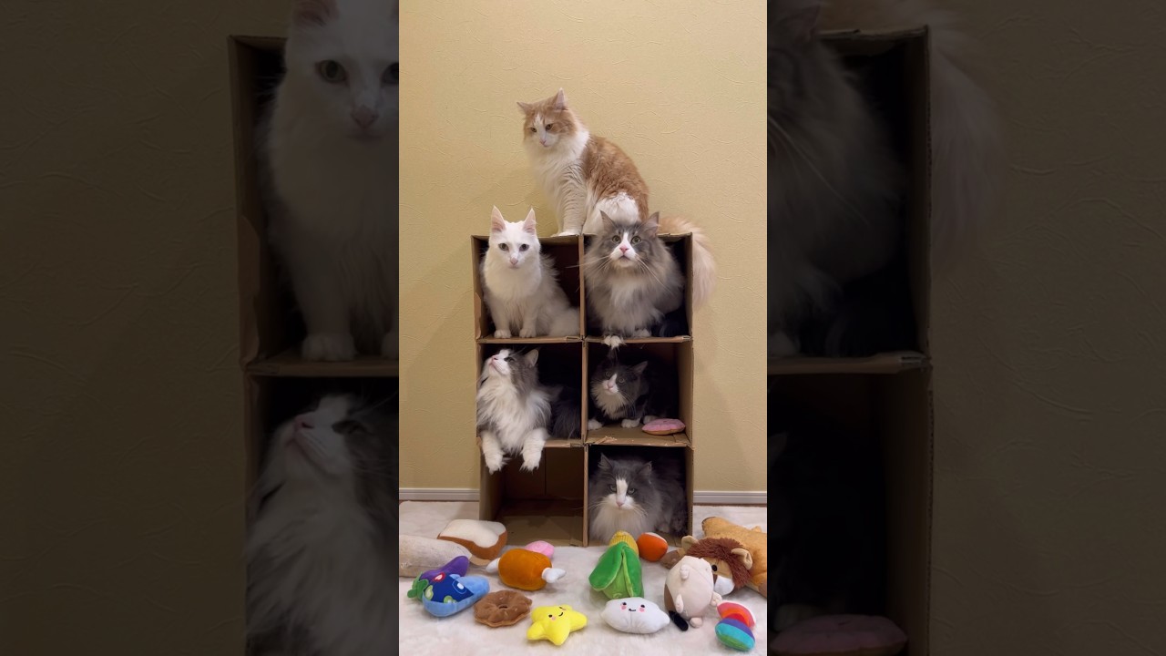 ♡もふ猫アパート♡#cat #猫 #子猫 #ターキッシュアンゴラ #ノルウェージャンフォレストキャット #shorts
