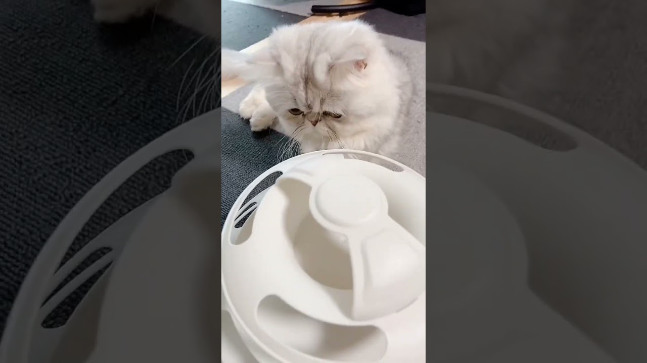 猫のペルシャが遊ぶ姿がとても可愛い🐈　#shorts