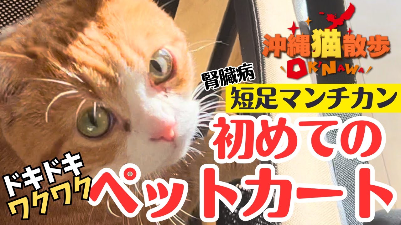 【腎臓病の短足マンチ】初めてのペットカートにドキドキワクワク♪最後に猫がお手します！