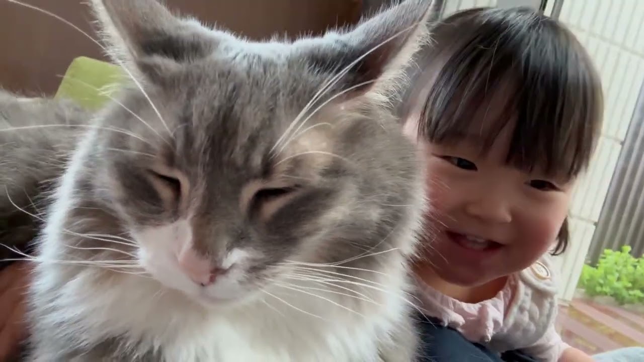 2歳児にたくさん話しかけられる猫　ノルウェージャンフォレストキャット　ラガマフィンA cat who listens to many stories. Norwegian.Ragamuffin