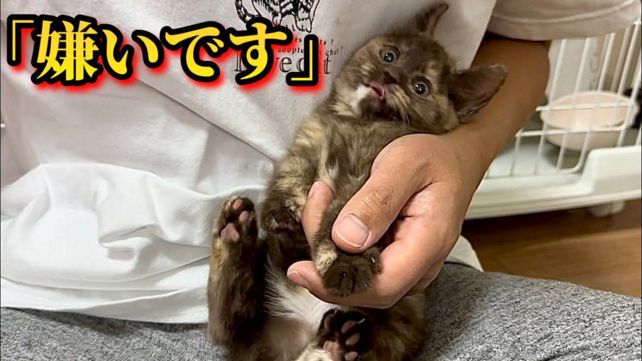 保護した子猫 初めての爪切りでこうなりました。