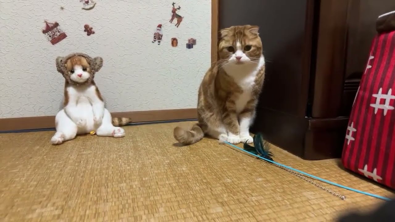 猫のみかん君と日曜日ゆっくり癒し生放送🐱生みかんは今日も美味しいよ🍊