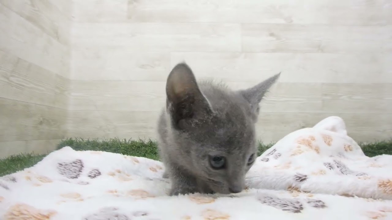 Coo&RIKU　No00662564 ロシアンブルー