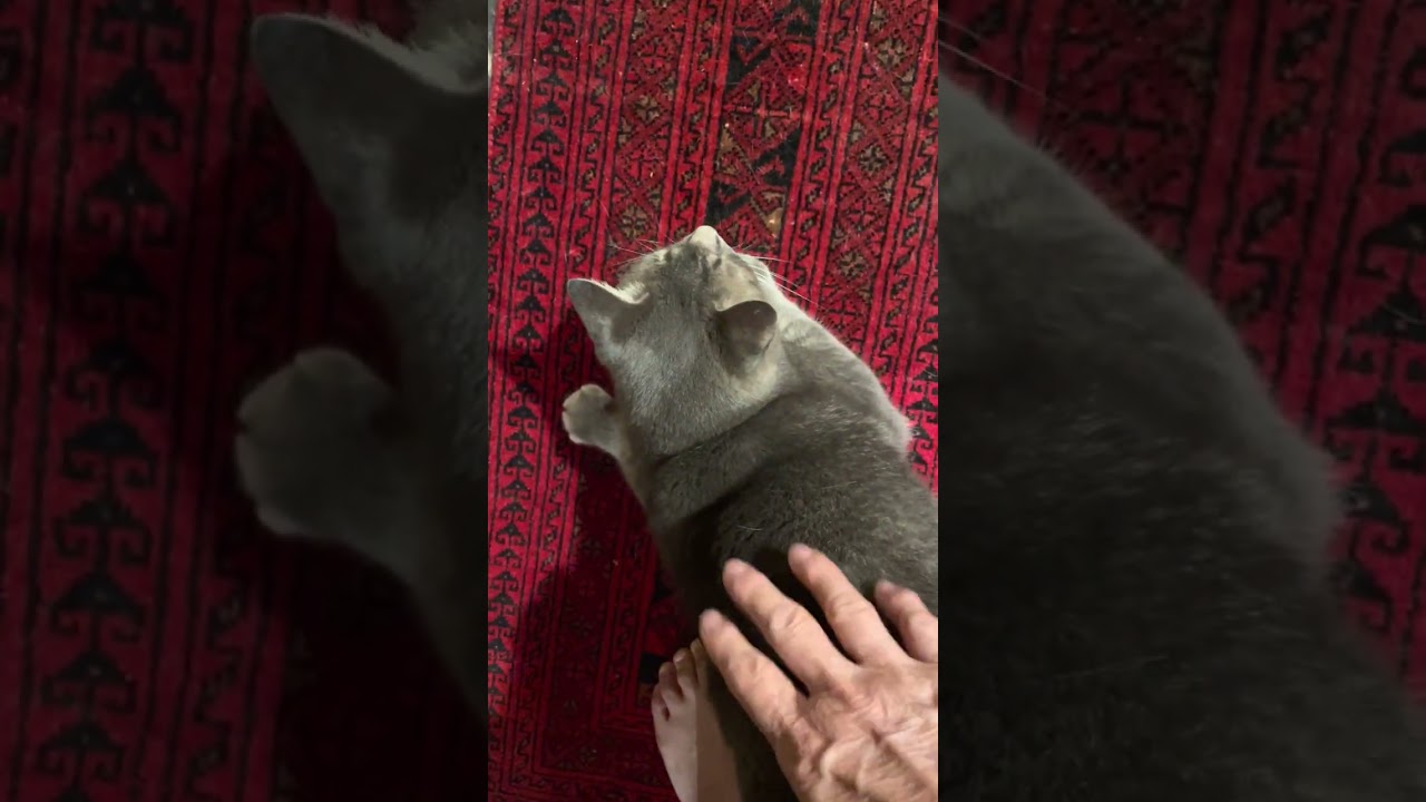 #風の猫　おしりトントンした後..　一二歩進んでお腹を舐めて..　玄関方向に何か気になりながら..　ゴロンして..　口元をとがらせシッポをパタパタする猫…　#shorts