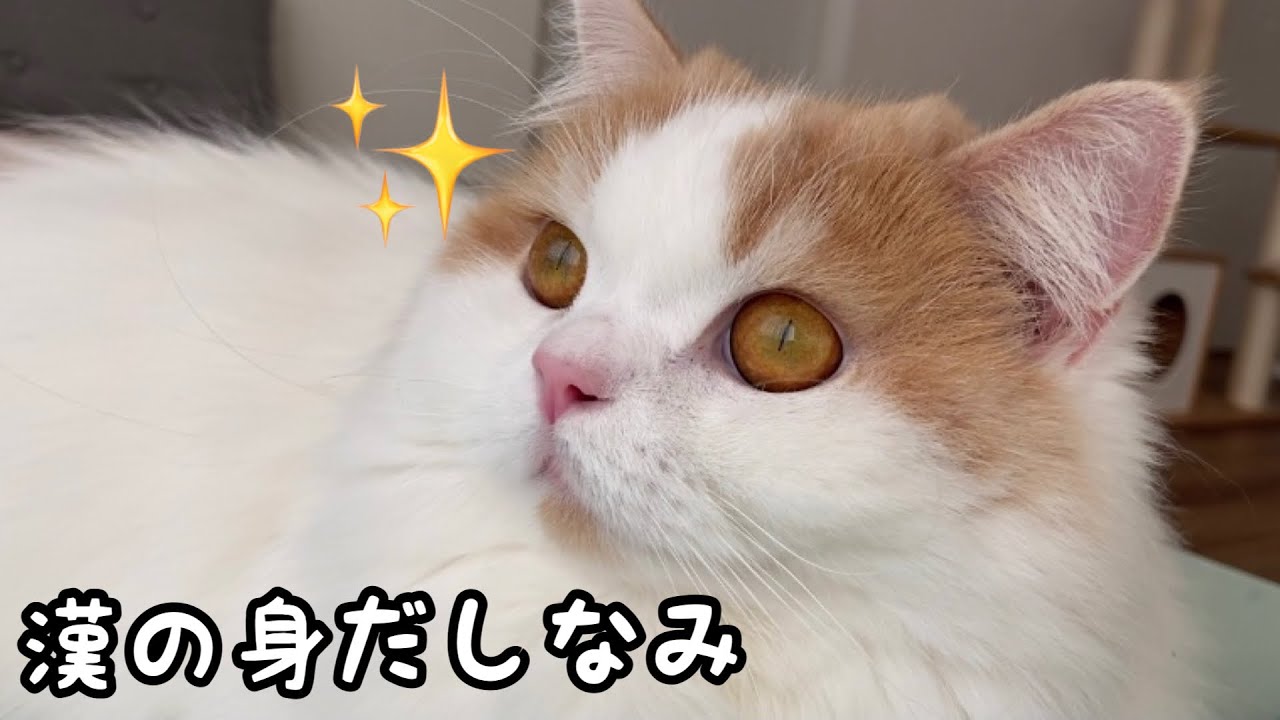 病院のお姉さんに会う前に、身だしなみを整えてもらった猫