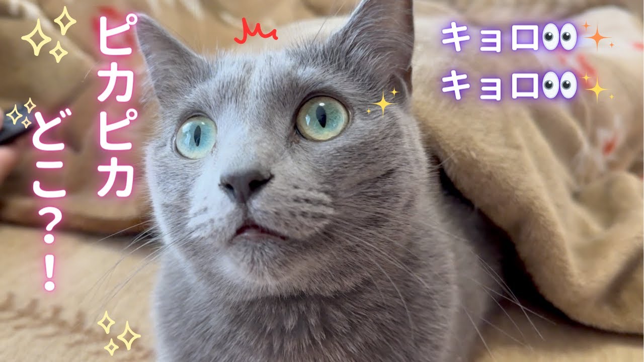 「アレ」を探す辛抱強い猫（ロシアンブルー）