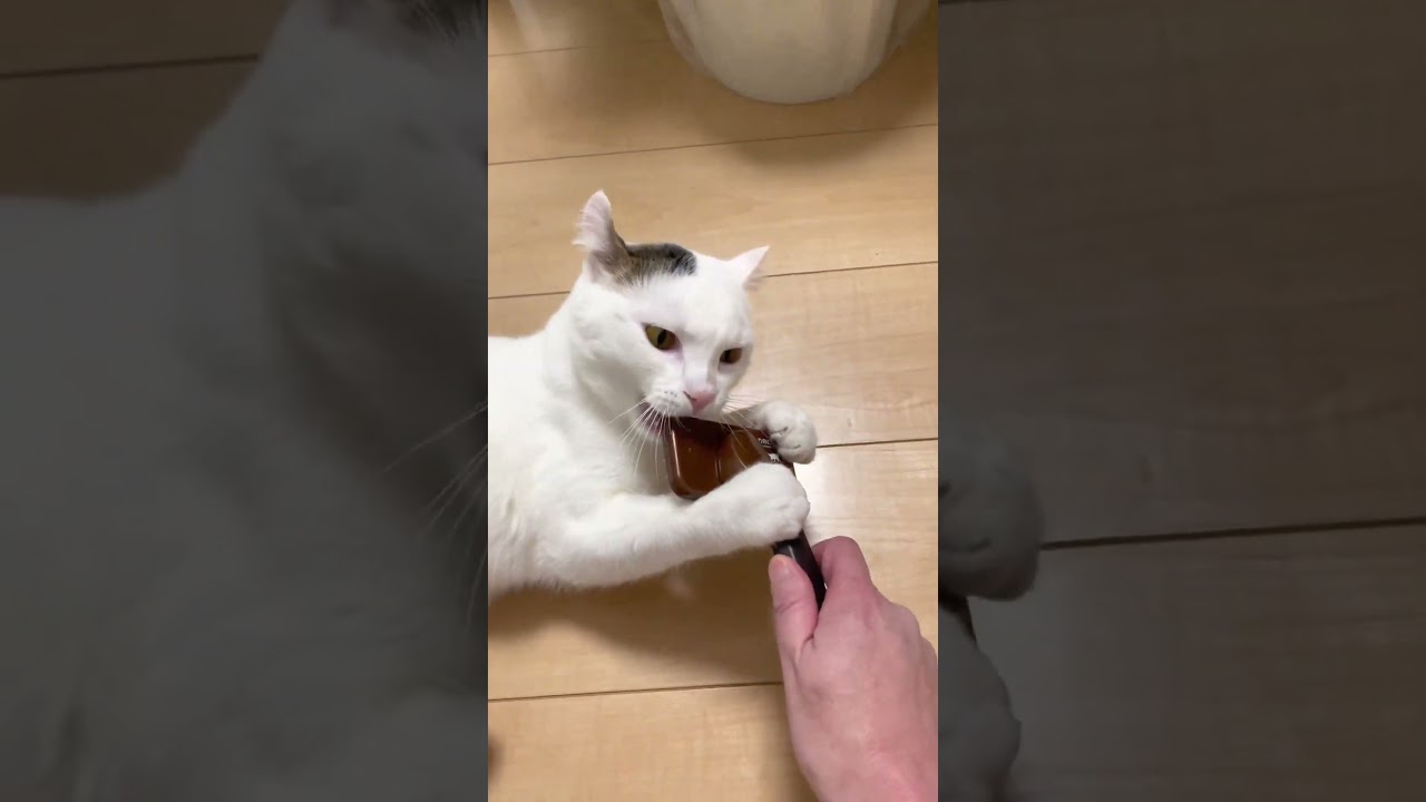 命令ニャンコ   #cat #love