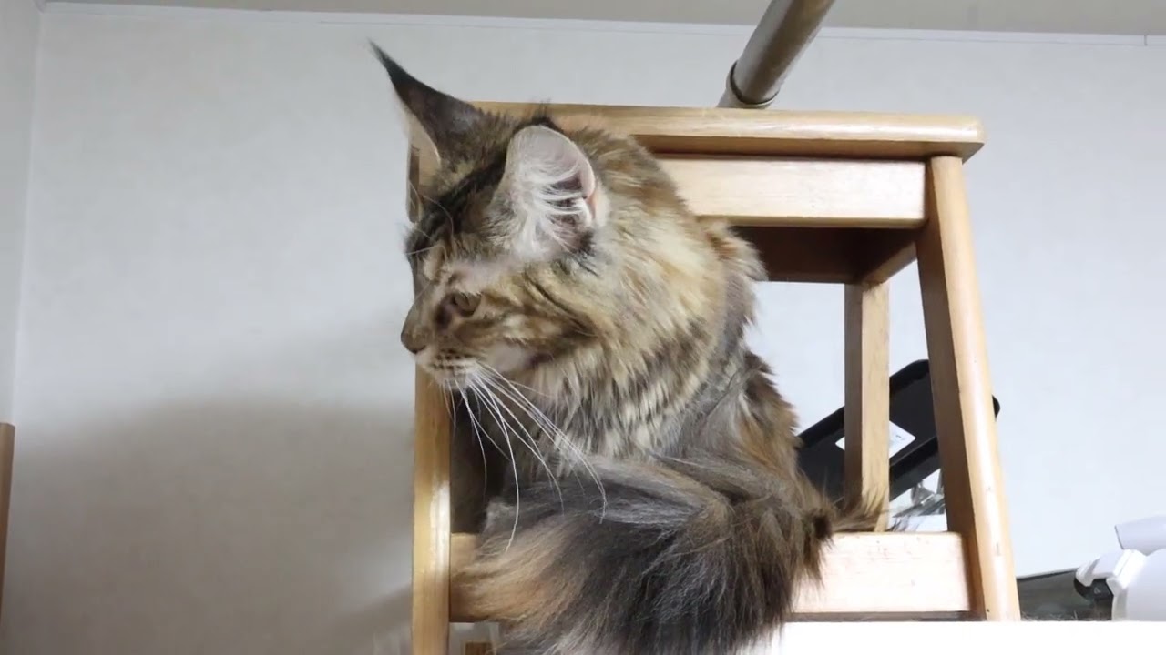 メインクーン大人猫イドゥナちゃんの妊娠情報