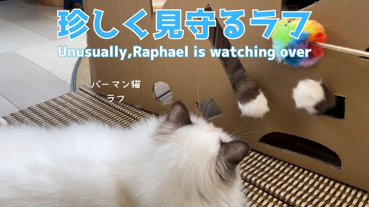 バーマン猫ラフとガブ【珍しく見守るラフ】Unusually,Raphael is watching over（バーマン猫ラフ）Birman/Cat