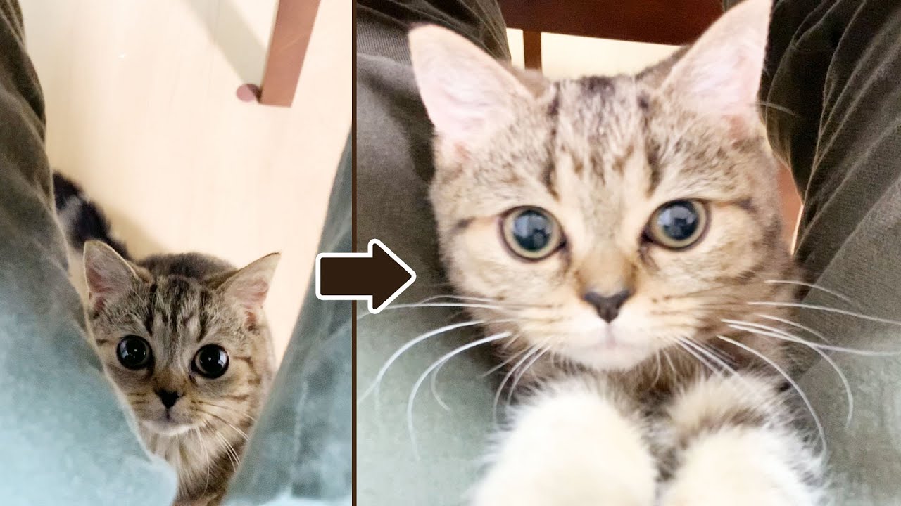 足元に子猫がやってきたと思ったらこうなりました... #124【生後164日目 スコティッシュフォールド】