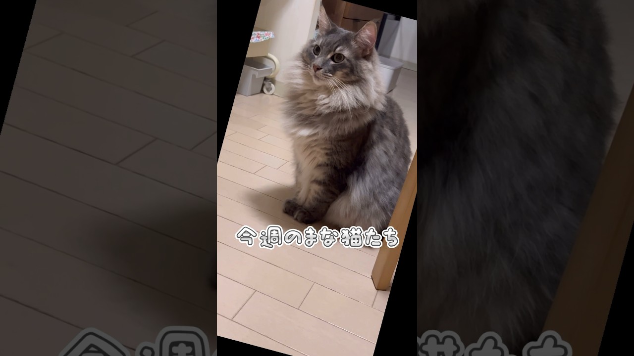 今週のまな猫たち1月第3週 #shorts #猫 #ノルウエージャンフォレストキャット #アビシニアン #サイベリアン #cat #まな猫