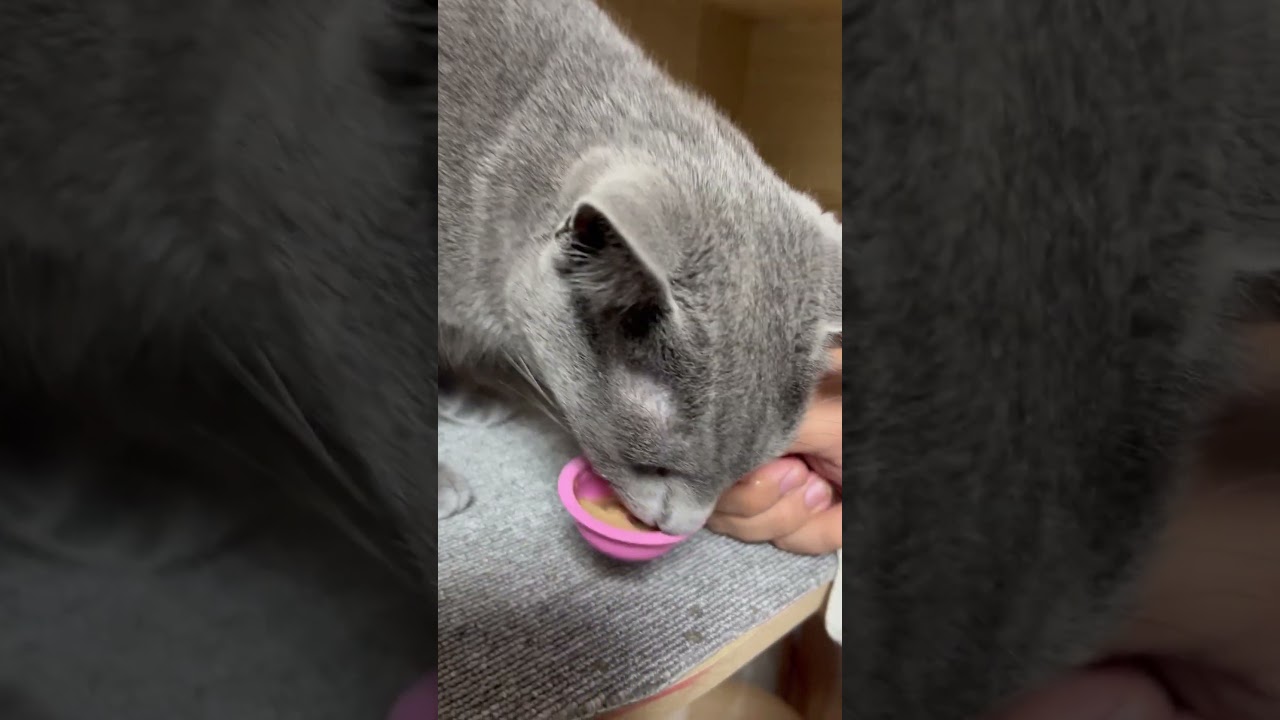 【猫】今日のおやつ 1月16日　#cat #kawaii #ロシアンブルー