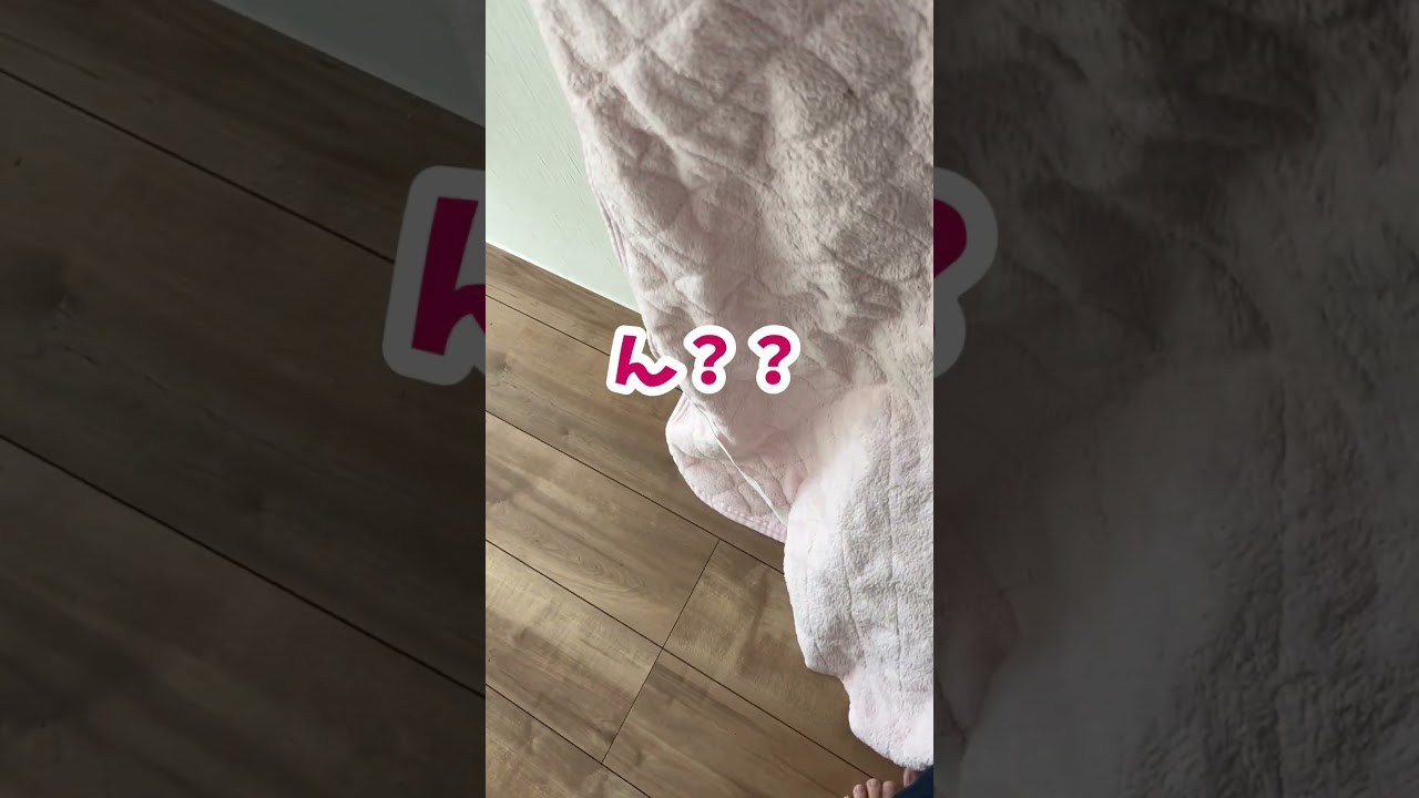 やめてーwwねこちゃん！#shorts #おもしろい #サイベリアン #ねこ