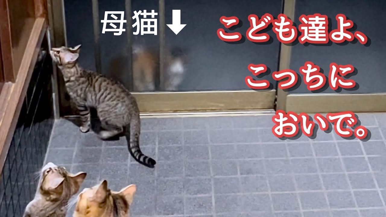 #23 独りは嫌。保護した子猫を何度も外から呼ぶ母猫。