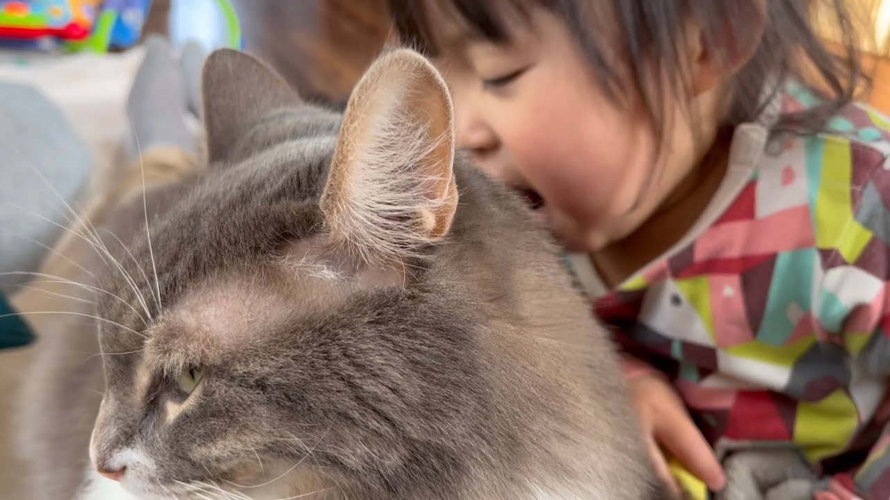 順番に迫ってくる娘達をなんとかして欲しいと訴る猫　ノルウェージャンフォレストキャット　cat asking dad for help