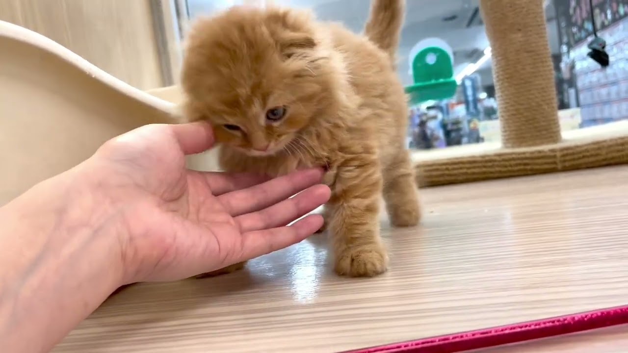 【2024.01.23公開】スコティッシュフォールドの女の子！マルワンプレミアムキャット、垂れ耳で被毛の密度が超ボリューミー。丸顔愛されフェイス