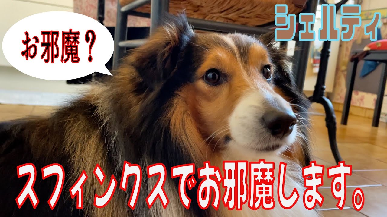 【シェルティ】スフィンクスでお邪魔します。【フランス田舎暮らし🇫🇷】