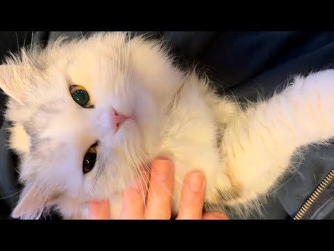 甘え下手な愛猫に１日会えず帰宅したら…甘えん坊MAXでした🥹【スコティッシュフォールド】