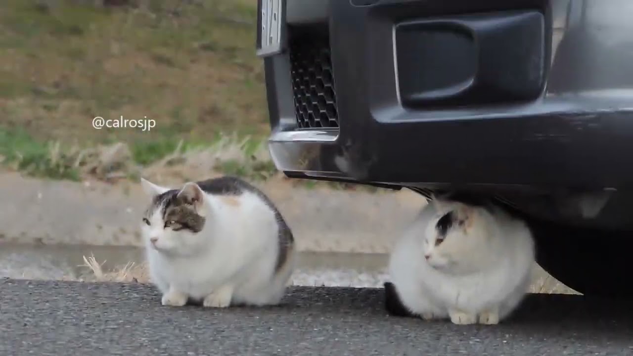 家を取られた！cats in japan【猫日本】VOICEVOX:ずんだもん