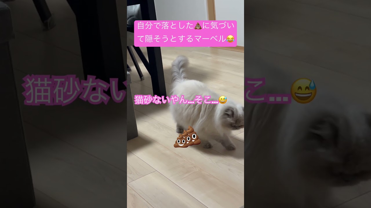 マーベルが○○○落としてた！！！😳😳😳 #shorts #うちのにゃんこ #ヒマラヤン #マーベル #cat #ねこ #かわいい #長毛あるある