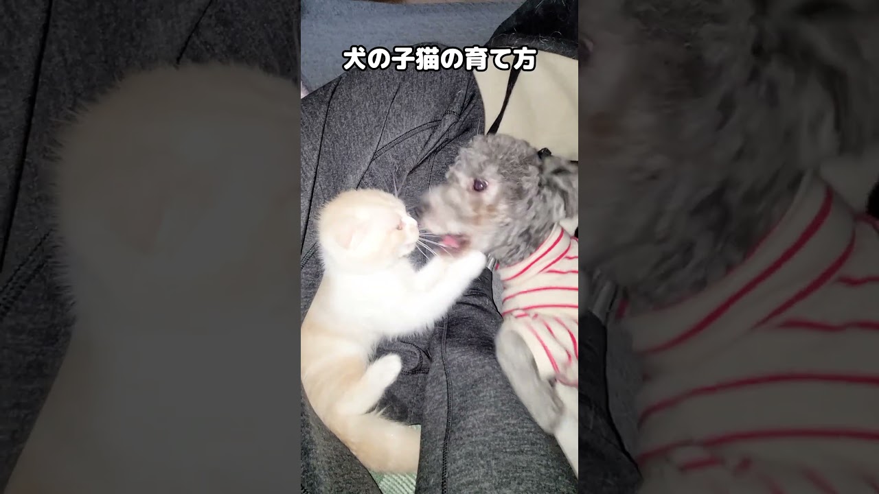 犬の子猫の育て方...笑#shorts