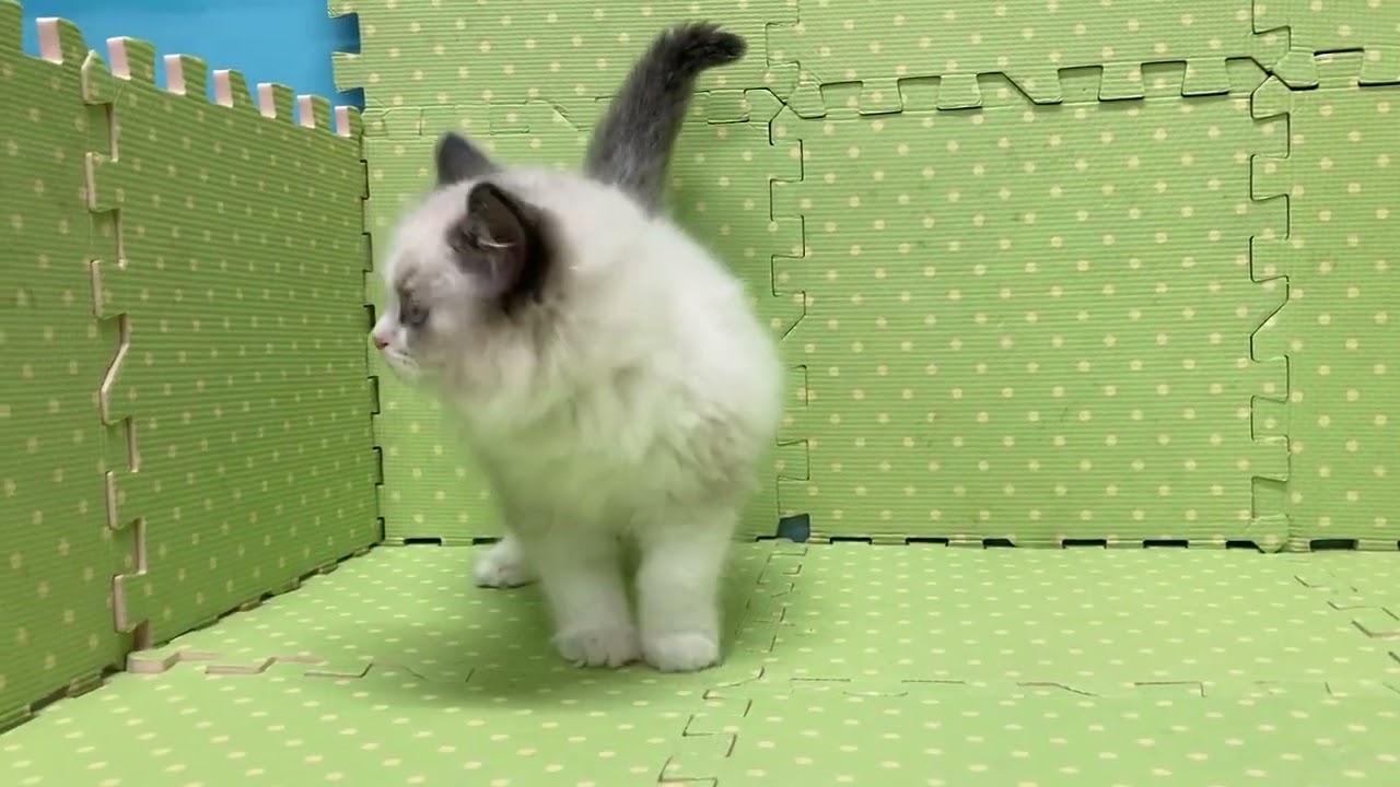 MR24010901 ラグドール女の子