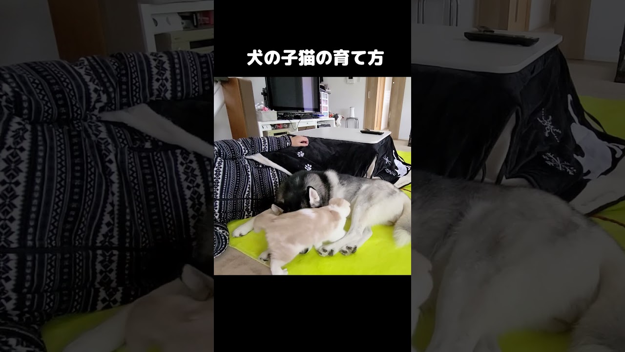 子猫を育てた犬の育て方がこちらです...笑#shorts