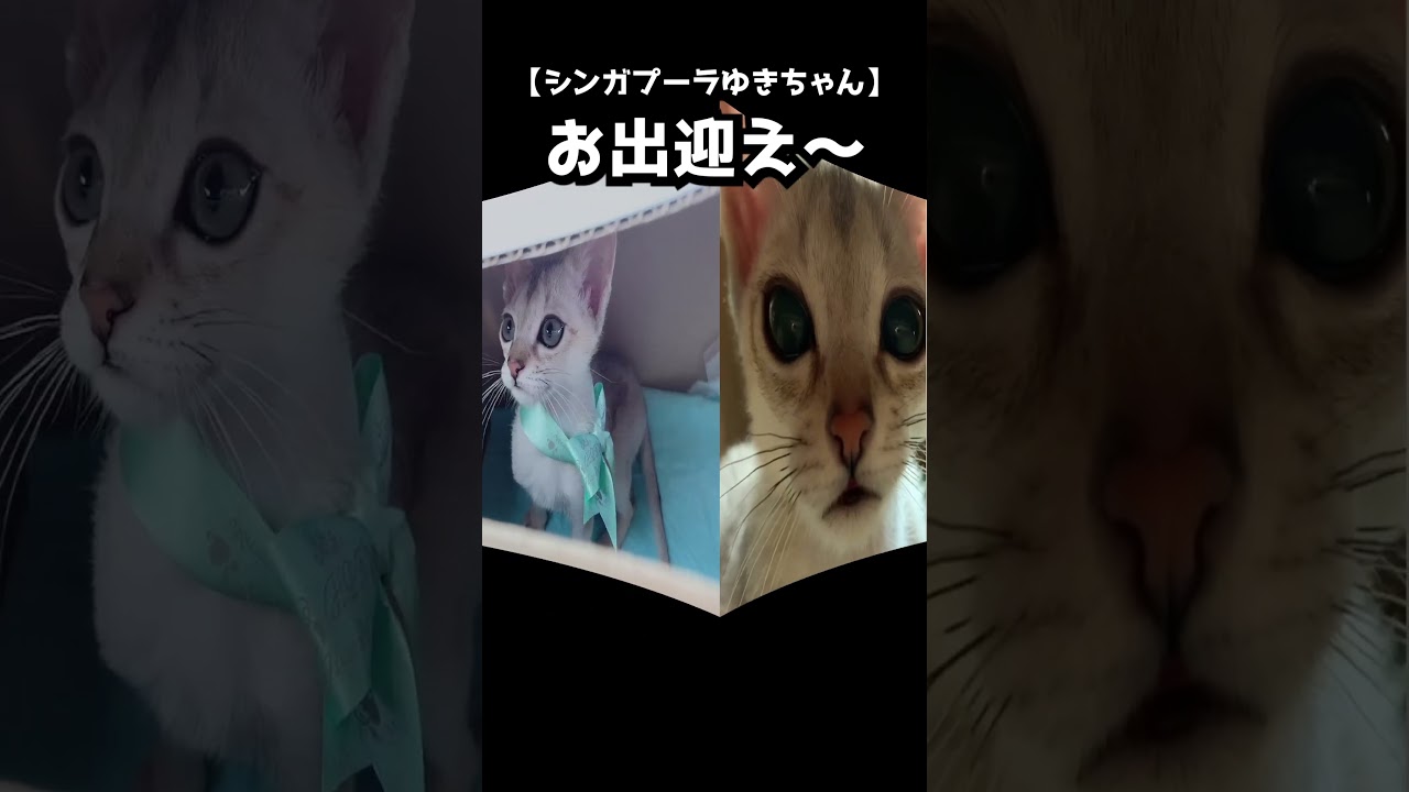 【シンガプーラ】ゆきちゃんお出迎え #Shorts #猫
