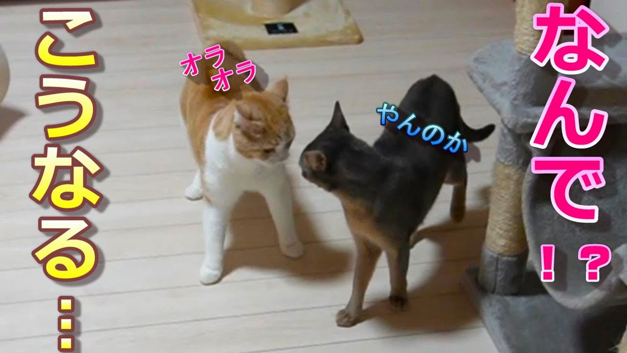 嫌な予感がした日...夜に何でこうなる？疾走猫【スコティッシュフォールド】【アビシニアン】