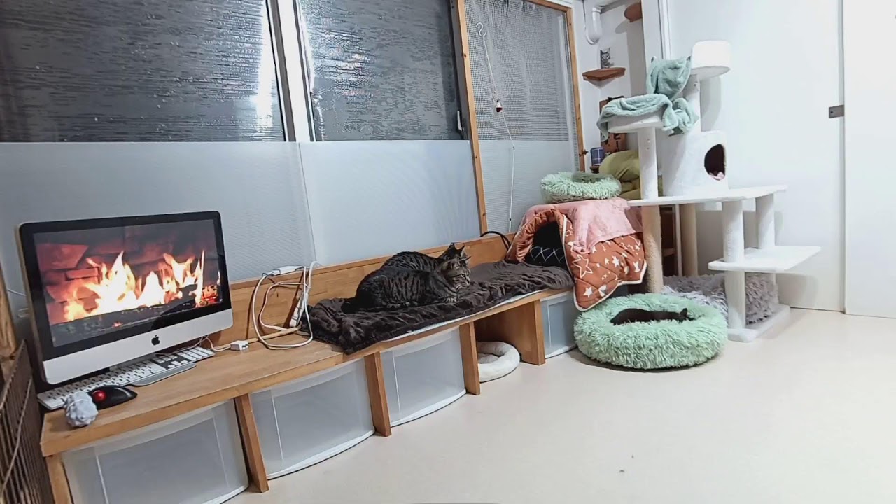 ■リビングの大人猫達■　202401021　17：05〜