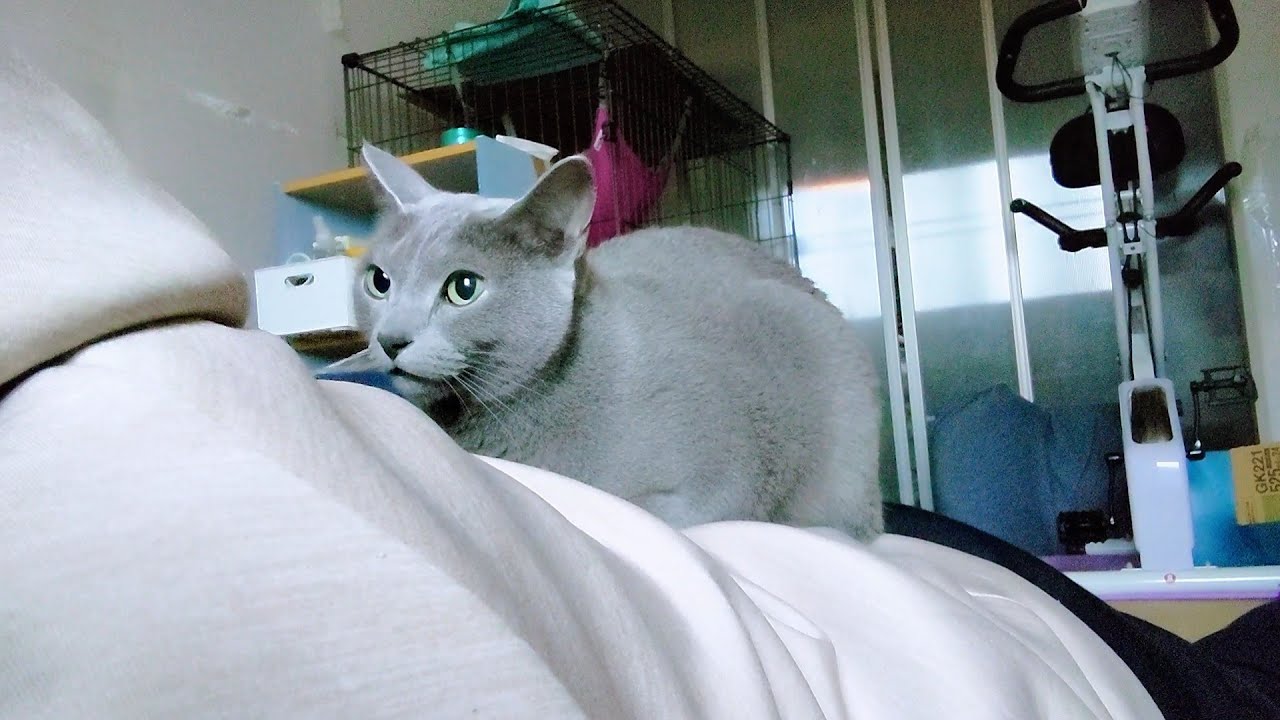 【猫動画】「まだだよ」の言葉を覚えてしまったロシアンブルー【russianbule】Russian Blue who learned the word "Not yet"
