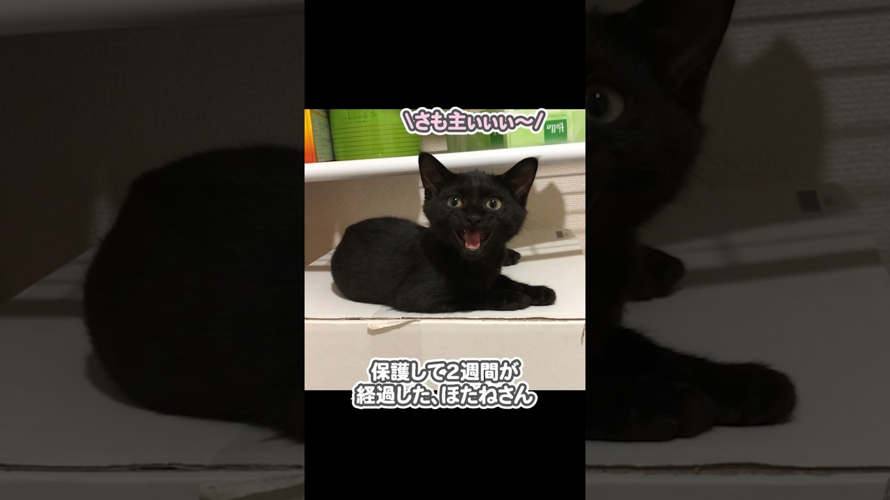 かすれ声の子猫を保護し、3年間大切に育てた結果…