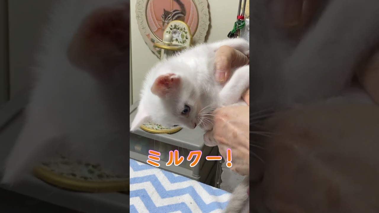 ミルクが待ちきれず甘えてくる子猫
