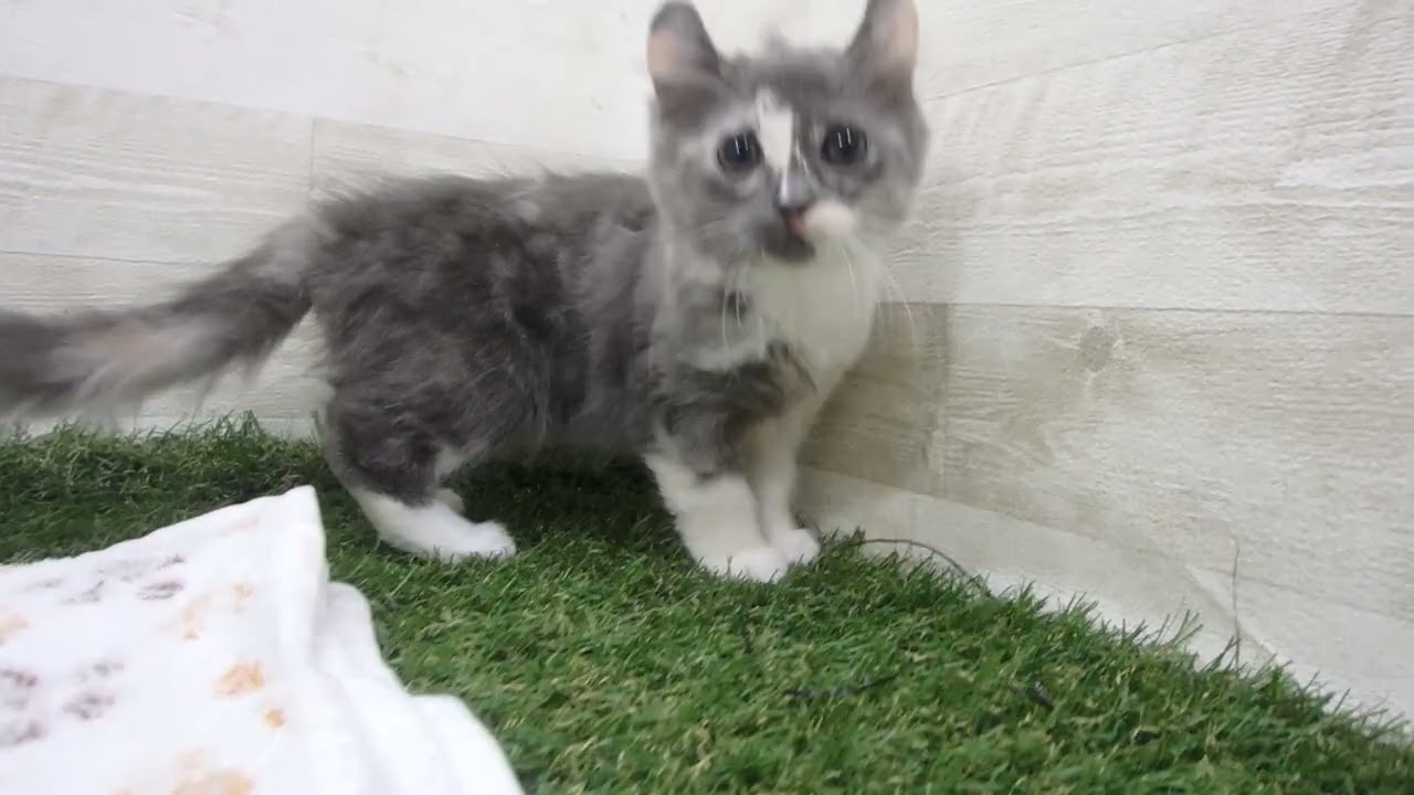 ペットショップcoo&riku No.00662296 アメリカンカール