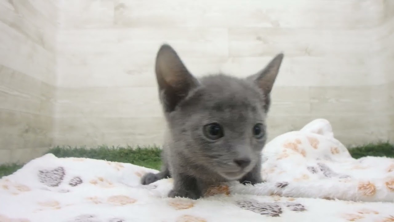 Coo&RIKU　No00662563 ロシアンブルー