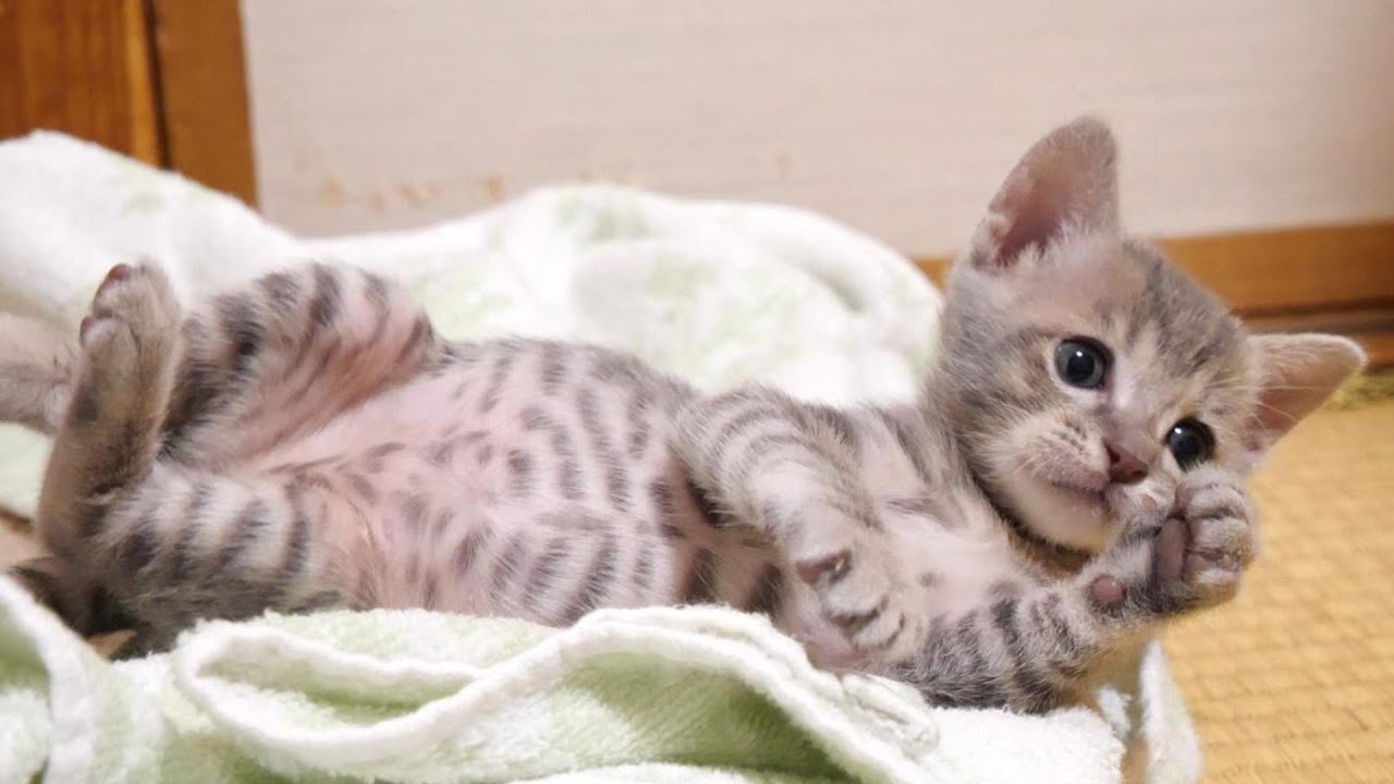 寂しがり屋の子猫たちがヘンテコポーズで仲良く眠る【赤ちゃん猫　保護猫】