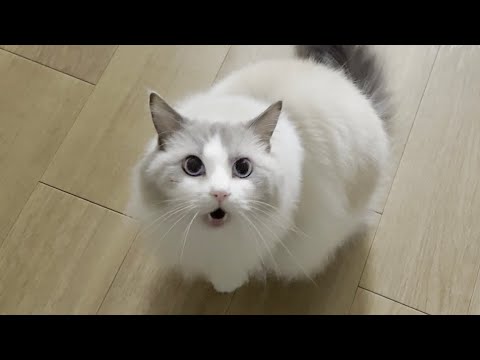 オオカミのような鳴き方で威嚇してくるラグドール猫が怖すぎた…