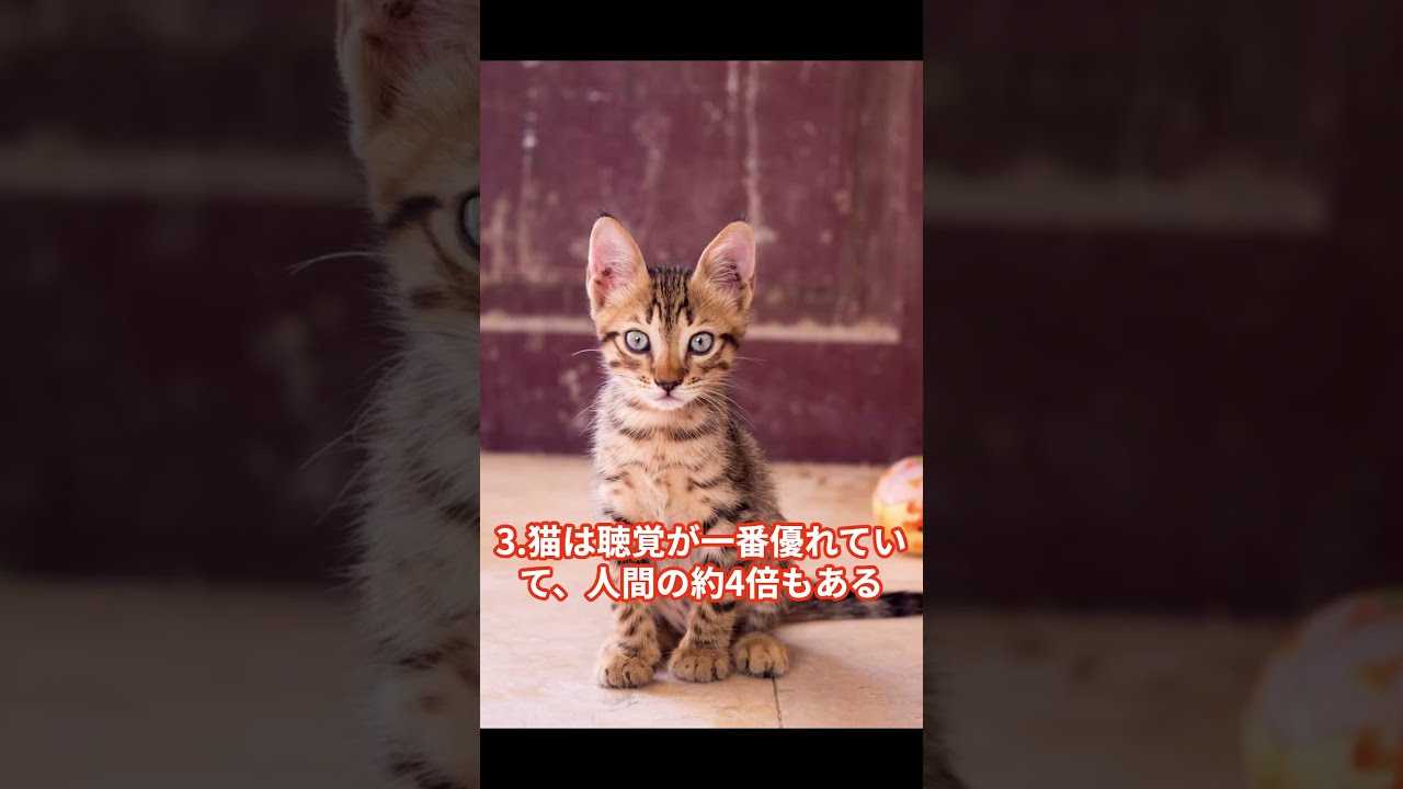 猫の面白すぎる雑学！