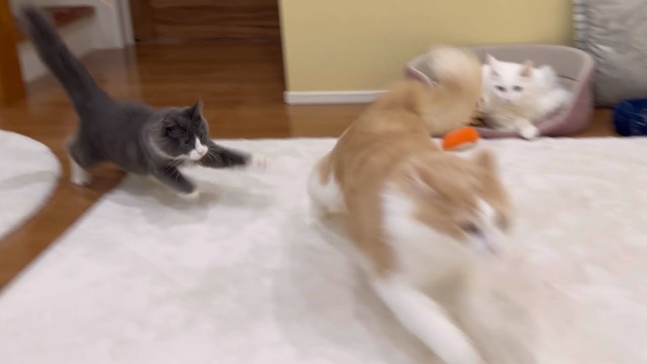 【仔猫！】追いかけたり、倒したり！？賑やかすぎるターキッシュアンゴラとノルウェージャンフォレストキャット❤️
