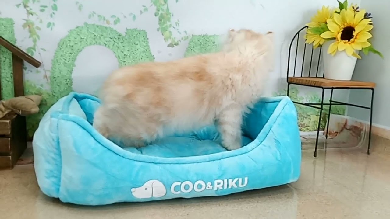 663164 アメリカンカール