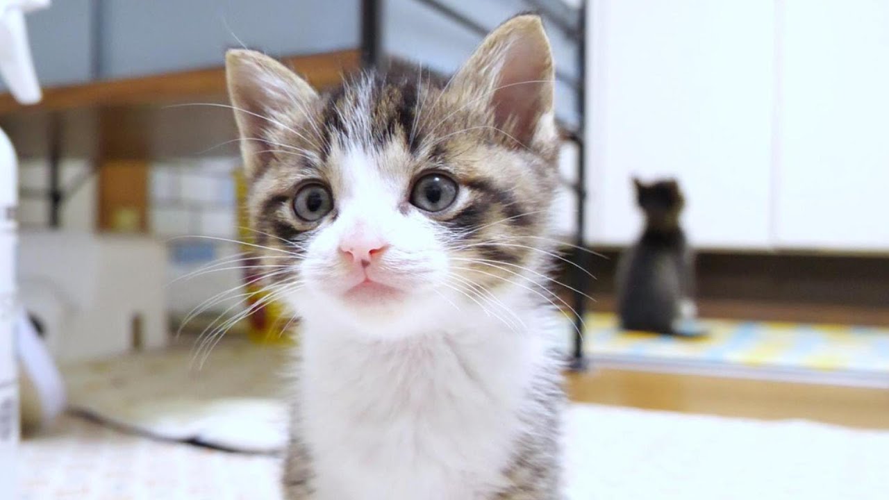 のぼる君が時々子猫の業務をさぼっています【赤ちゃん猫　保護猫】