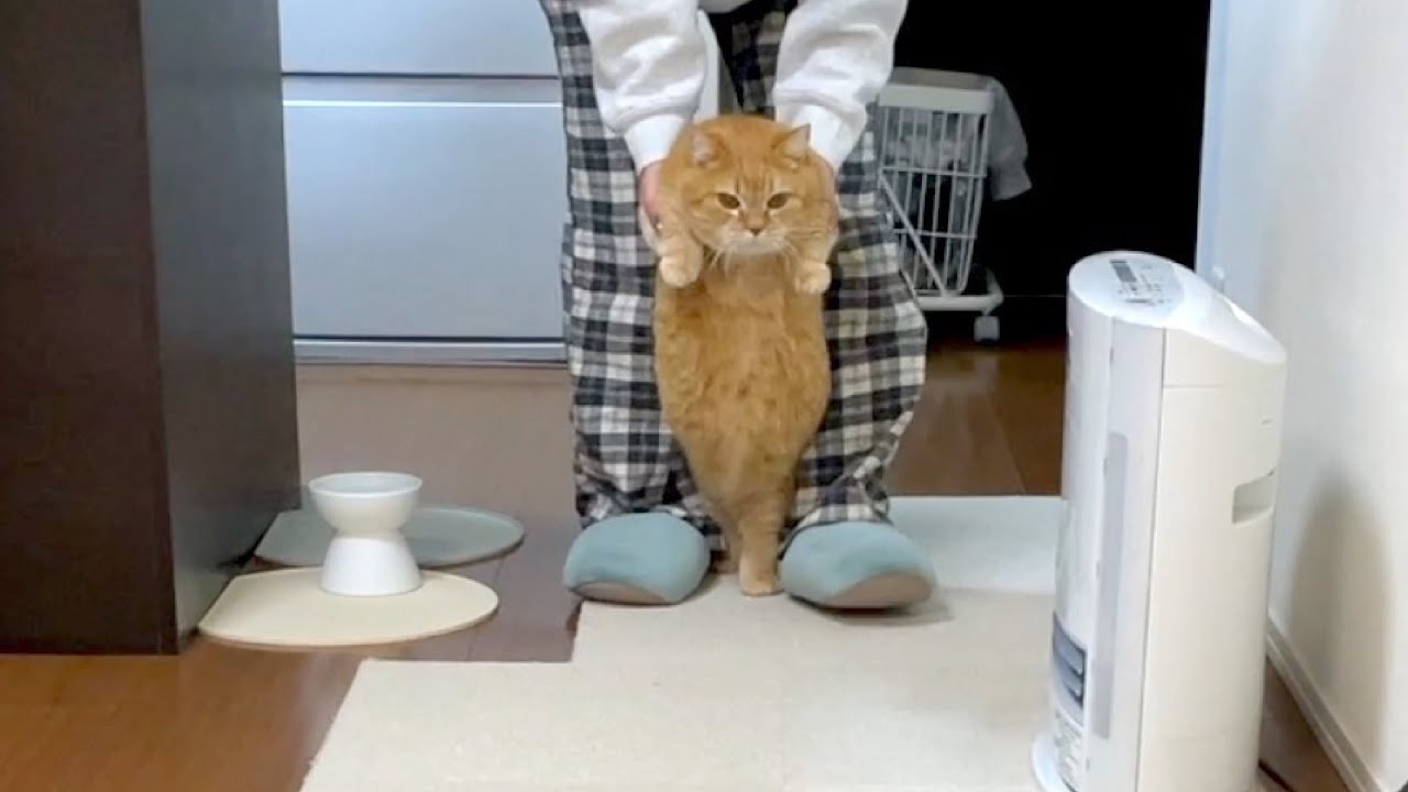 何度も何度も逃亡するものの、結局確保される猫